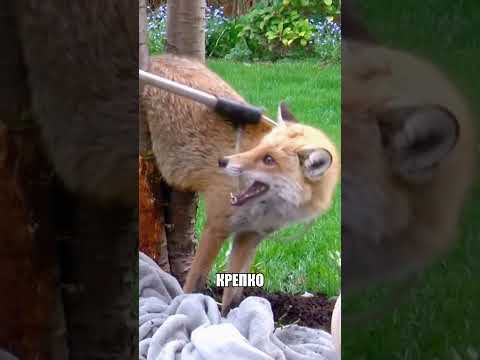Бешеное животное застряло прямо ВО ДВОРЕ🦊🌲😱 thumbnail