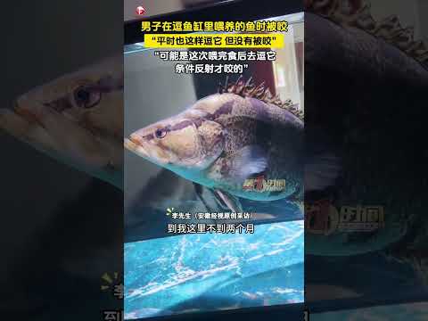 男子在逗魚缸裡餵養的魚時被咬，平時也這樣逗它但沒有被咬，可能是這次餵完食後去逗它條件反射才咬的 thumbnail