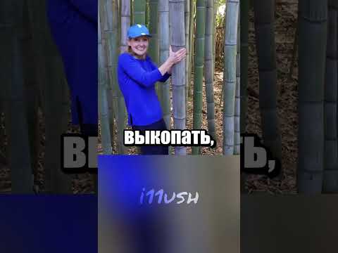Не самый законный бамбуковый совет из Тиктока 🎍 thumbnail