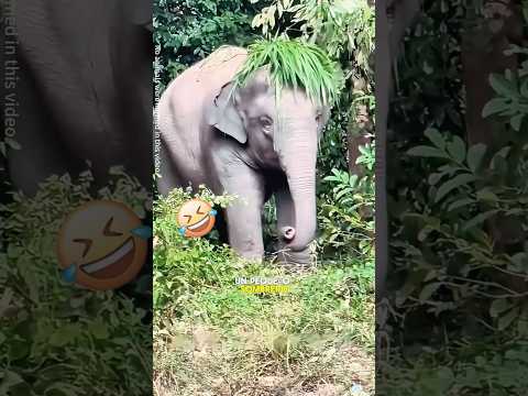 Este elefante creó su propio estilo con hojas#animals #cute #cuteanimals #elephant #shorts thumbnail