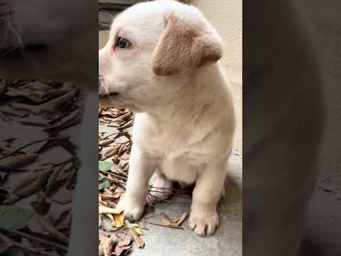 Con nào ăn nhiều hơn | Mê Lướt thumbnail