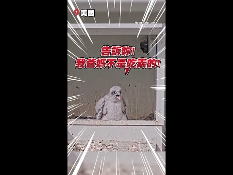 【鳥爸媽氣炸】生物學家頂著空中猛烈攻擊　驚險幫幼鳥套腳環 #Shorts thumbnail