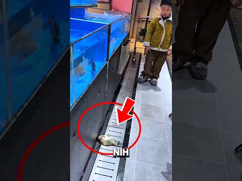 Gara-Gara Keberanian Anak ini, Nyawa Ikan ini Berhasil Diselamatkan! thumbnail