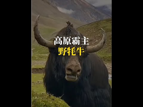 高原霸主野犛牛，遇到趕緊跑啊 #野犛牛 #高原 thumbnail