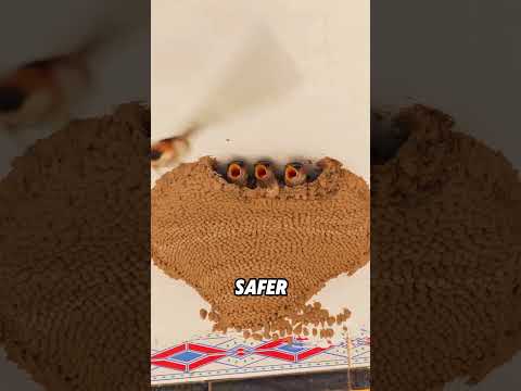Swallows building a nest#animals #funnyanimal #funny #cute #swallow thumbnail