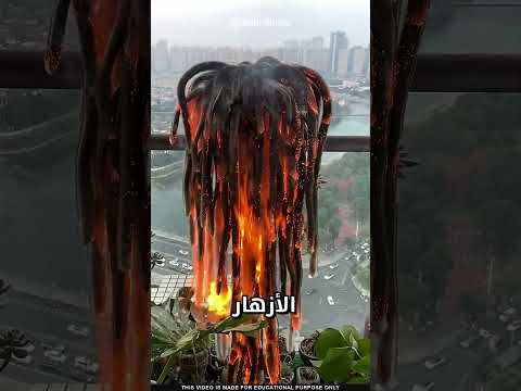 ما سر نبتة الصبار thumbnail