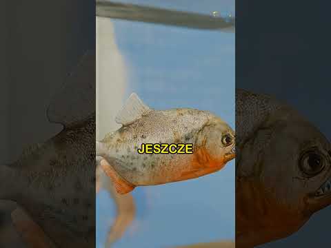 Eksperyment, Który Złamał Piranię thumbnail