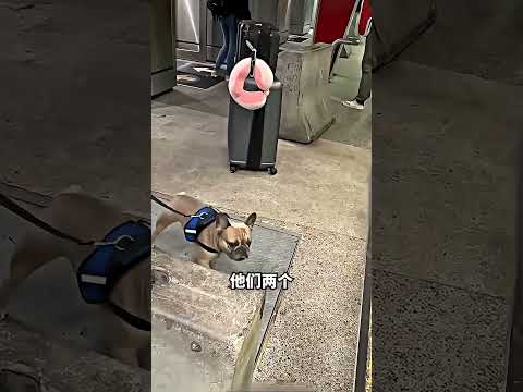 走在路上偶遇走失一年狗狗，下一秒直接泪崩? thumbnail