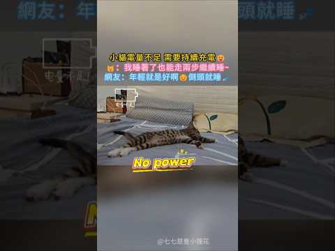 小貓的瞌睡真的很大💥❗ 🐱：我睡著了 也能走兩步繼續睡💤 網友：年輕就是好 倒頭就睡🤣 #cat #cute #funny #catvideos #shorts thumbnail