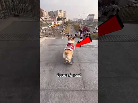 ใครเห็นก็ว่าอันตราย..แต่น้องกลับมีทักษะเหลือเชื่อมาก thumbnail