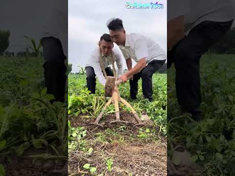 تقليب التربة في الحقول باستخدام مجرفة حديدية ثلاثية الرؤوس thumbnail