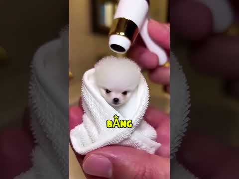 Chú Chó Con Đáng Thương Bị Mẹ Bỏ Rơi! thumbnail