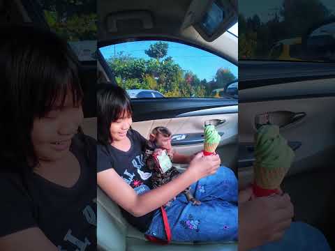 Momen Cia merajuk dan marah sama key 🤭😂 tetap aman ❤️ #shortvideo #short #monkey #monyet #animals thumbnail