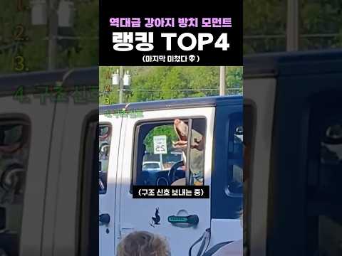 역대급 강아지 방치 모먼트 랭킹 TOP4 thumbnail