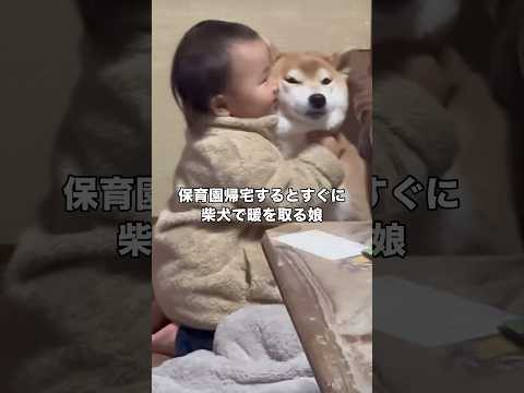 保育園帰宅してすぐに最愛の柴犬に抱きついちゃう娘 #柴犬 #赤ちゃん #柴犬のいる暮らし #shorts thumbnail