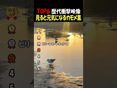 見てると元気になるカモメ達 thumbnail