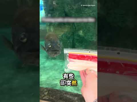 這男生買釣魚假餌前…先讓魚自己選 👀 thumbnail