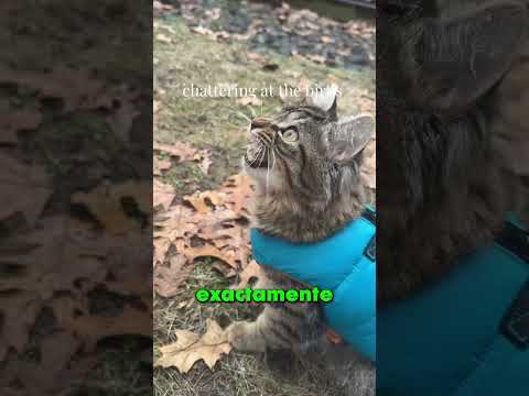 QUE HACER SI TU GATO HACE UN RUIDO EXTRAÑO!! 😯 thumbnail