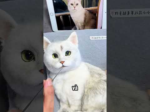 Cô ấy đã tái tạo lại chú mèo đã mất của mình 🥹 thumbnail
