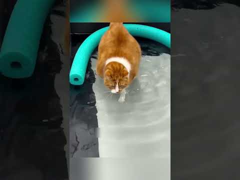 Cách để một con mèo béo giảm cân#daochieu #shorts thumbnail