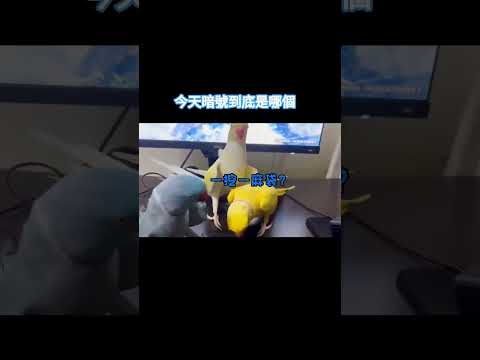 今天暗號到底是哪個！ #搞笑配音 #搞笑 #funny thumbnail
