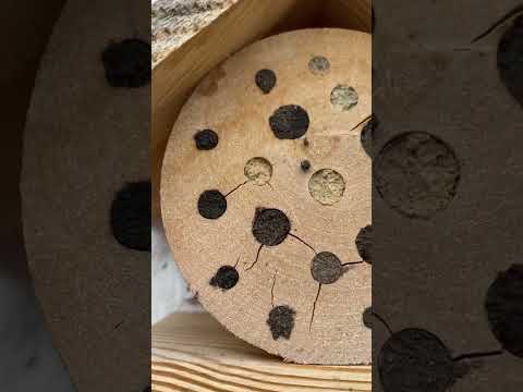 The perks of installing a bee hotel near your cherry tree! ? #savethebees #beefriendly #cherries thumbnail