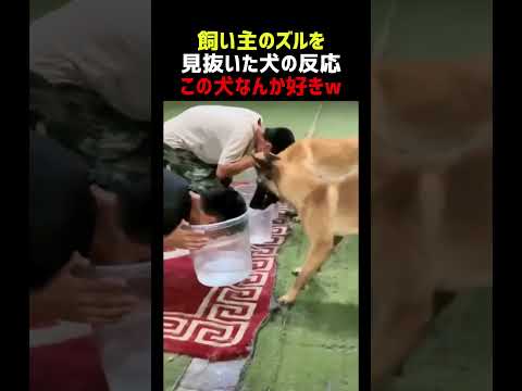 飼い主のズルを見抜いた犬の反応 thumbnail