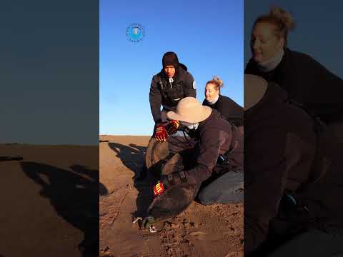 Young Seal Bull Saved From Plastic Strap #shorts thumbnail