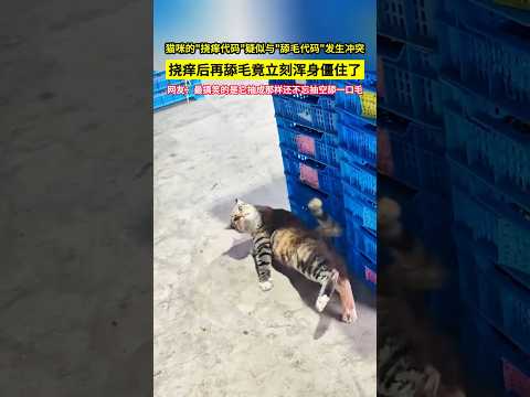 貓咪的"撓癢代碼"疑似與"舔毛代碼"發生衝突，撓癢後再舔毛竟立刻渾身僵住了，網友：最搞笑的是它抽成那樣還不忘抽空舔一口毛！#shorts thumbnail