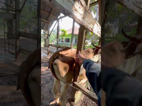 Pemberian obat antibiotik pada induk gangguan pencernaan #shorts #cow #animals thumbnail