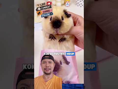 Unboxing blindbox marmut!!? #comedy #shortfeed #funny thumbnail