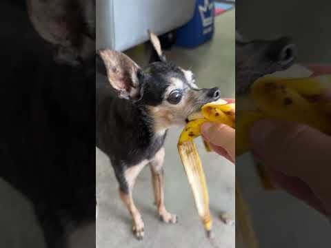 MEUS CACHORROS COMENDO BANANA! thumbnail