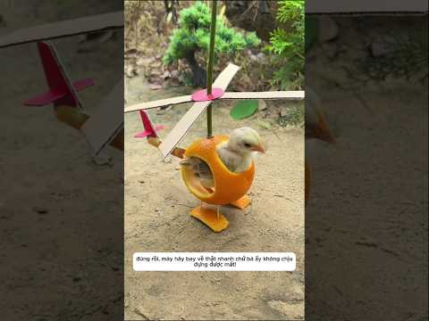 Gà con lái máy bay tự chế về thăm mẹ #shorts thumbnail