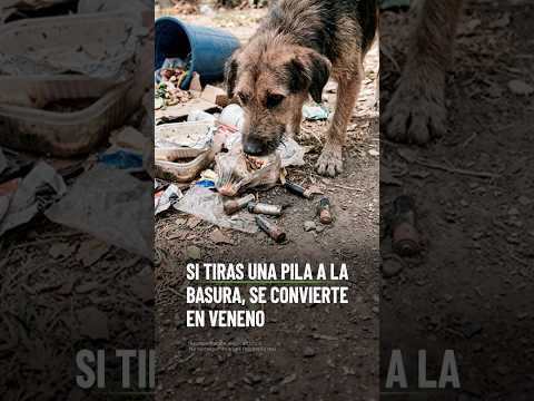 Si tiras una pila a la basura, se convierte en veneno thumbnail