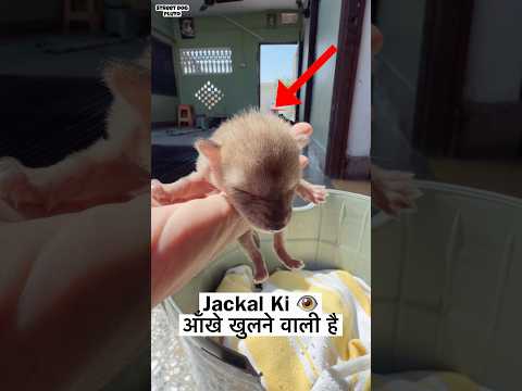 Jackal Ki आँखे Khulne वाली है ? thumbnail