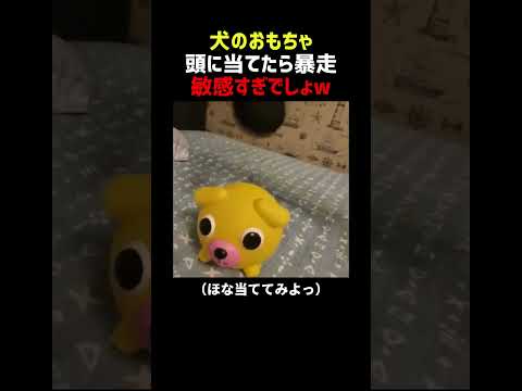 犬のおもちゃ マッサージ器を当てたら暴走 thumbnail