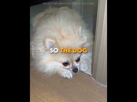 this dog tried to help his sick owner ?? #usa thumbnail