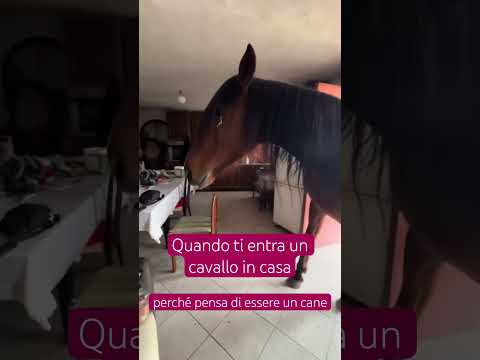 Il tuo cavallo pensa di essere un cane thumbnail