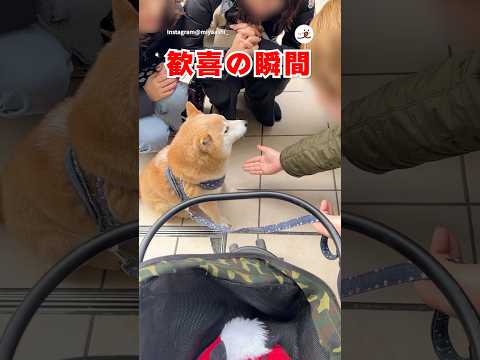 お手できて大盛り上がり｜PECO thumbnail