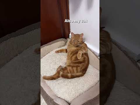 Only Cats Owners will Understand🤣 #petshorts #catlovers thumbnail