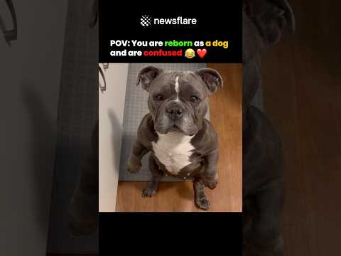 POV: You are Reborn as a Dog #cute #dog #emotional thumbnail