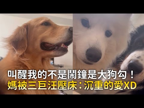 叫醒我的不是鬧鐘是大狗勾！　媽被三巨汪壓床：沉重的愛XD｜#寵物雲 thumbnail