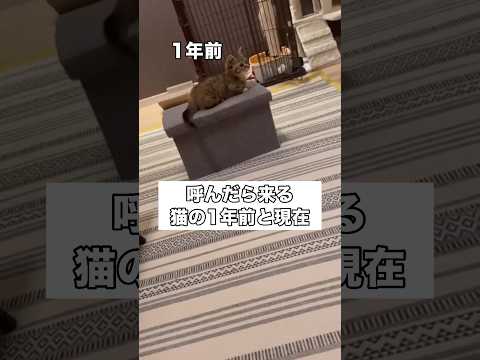 呼んだら来る猫の1年前と現在を比較してみたら･･･ #マンチカン #スコティッシュフォールド #短足マンチカン #shorts thumbnail