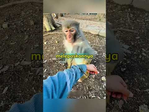 Monyet Ini Lebih Pintar Dari Manusia⁉️ thumbnail