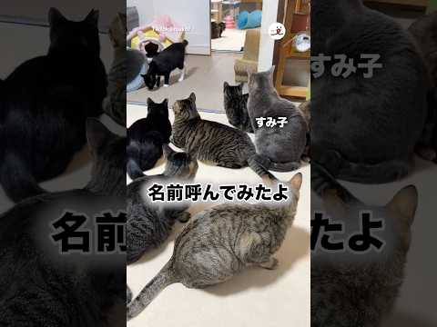 みんな振り向いて…｜PECO thumbnail