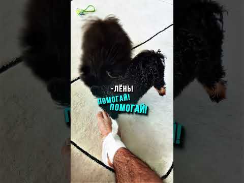 Литвин САМАЯ УМНАЯ СОБАКА!🤯🔥 thumbnail