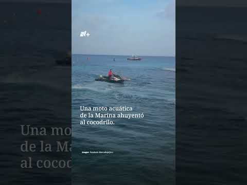 Cocodrilo nada en mar de Cozumel durante competencia infantil thumbnail
