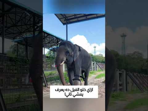 ازاي خلو الفيل ده يعرف يمشي تاني! thumbnail