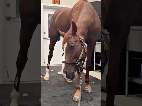 When youre so hungry you could eat a horse thumbnail