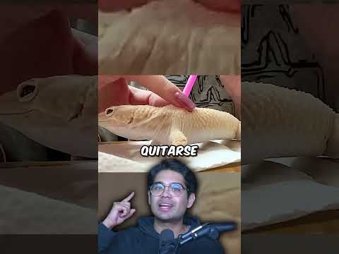 La Muda Más Satisfactoria Que Vas A Ver Hoy 🦎 thumbnail